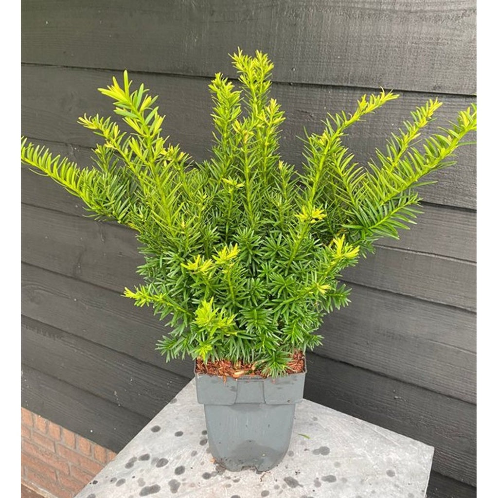 Hybrididegran – Taxus media 'Farmen' - C2 55-60 CM